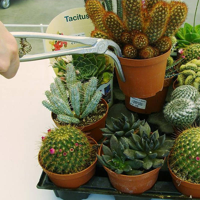 Plier for succulent plants