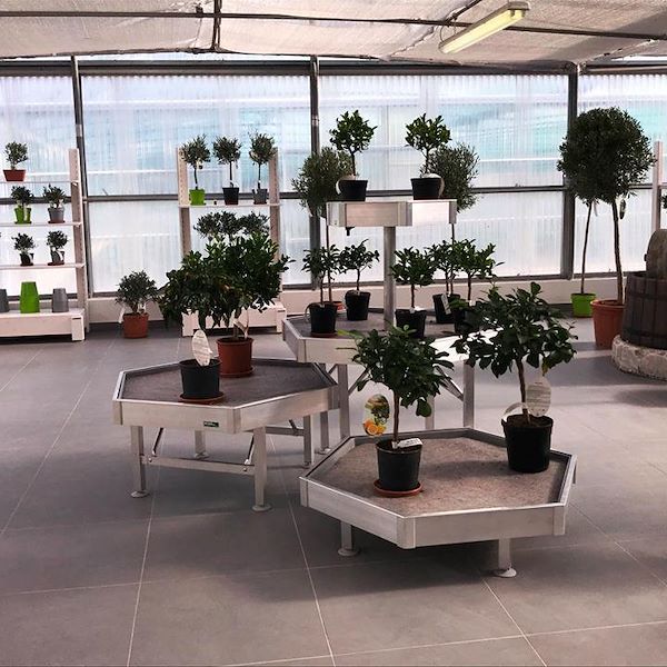 Hexagonal Display Set