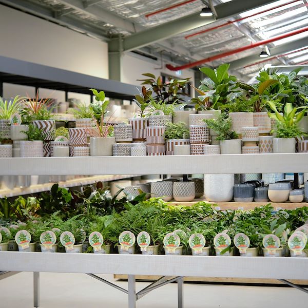 Надставка деревянная линия AMOR