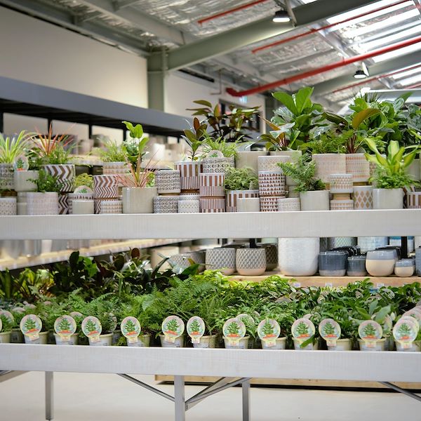 Top Bench / Mezzanine Wood line AMOR