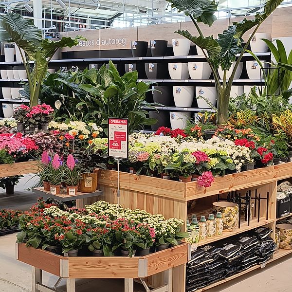 Indoor plants