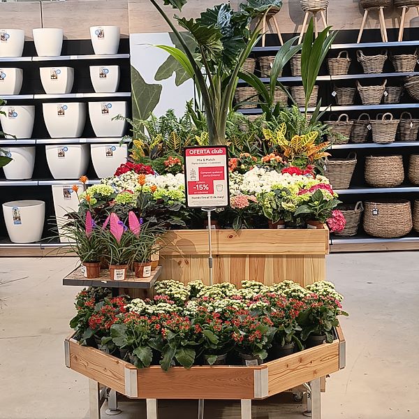 Indoor plants