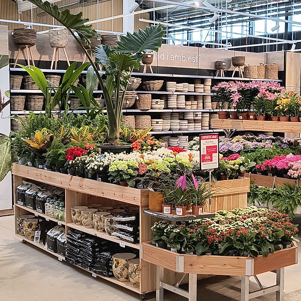 Indoor plants