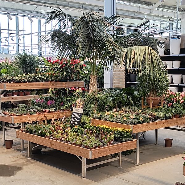 Indoor plants