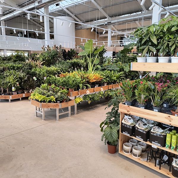 Indoor plants