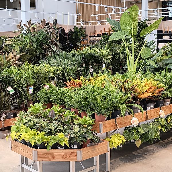 Indoor plants