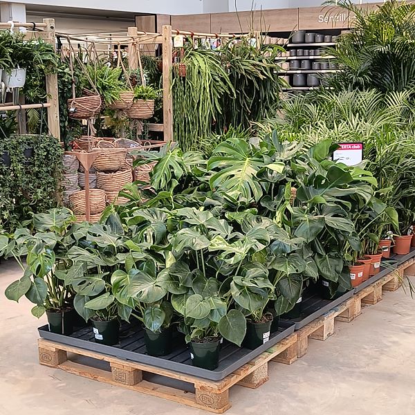 Indoor plants