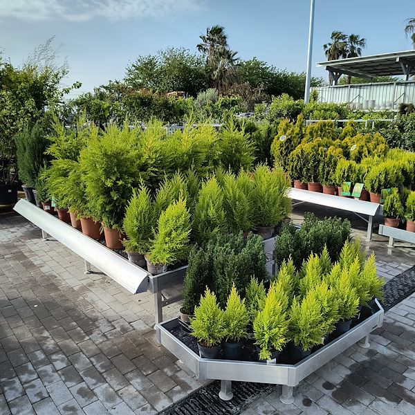 Outdoor plants