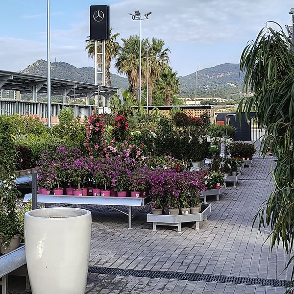 Outdoor plants