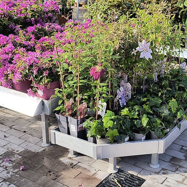 Outdoor plants