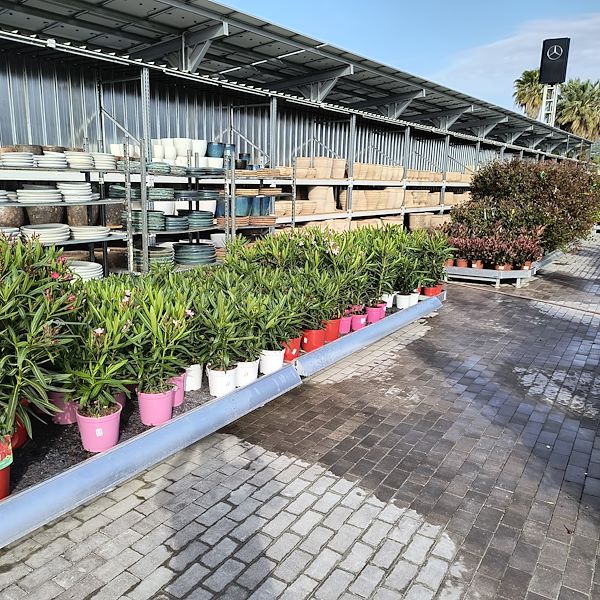 Outdoor plants