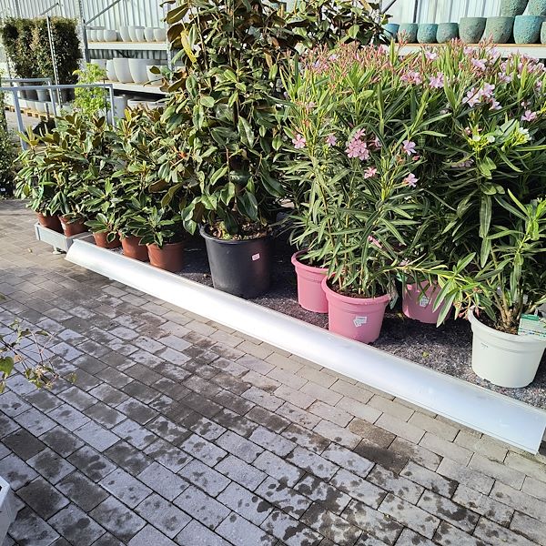 Outdoor plants