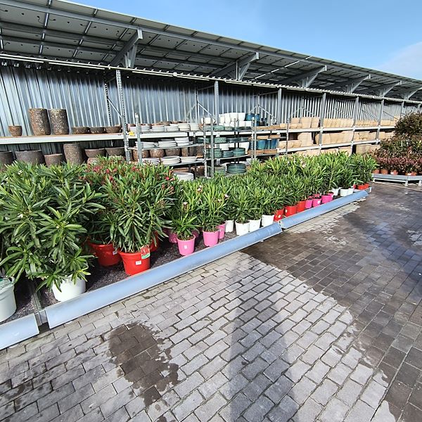 Outdoor plants