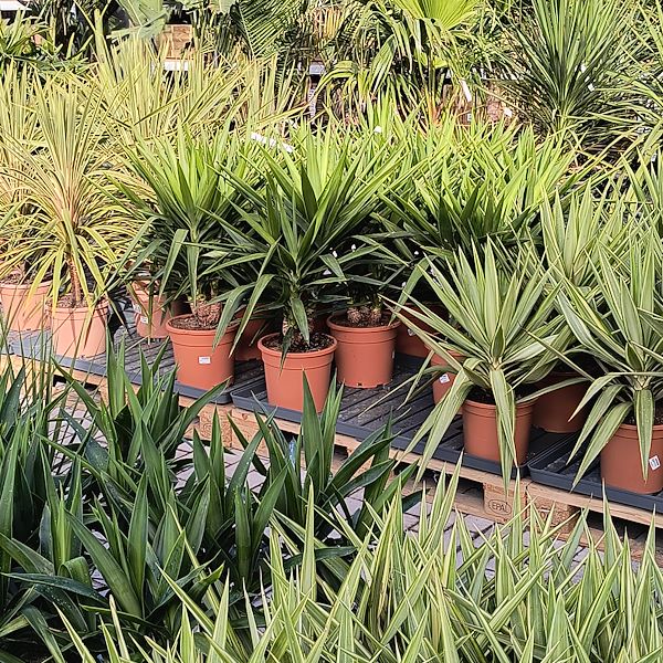 Outdoor plants