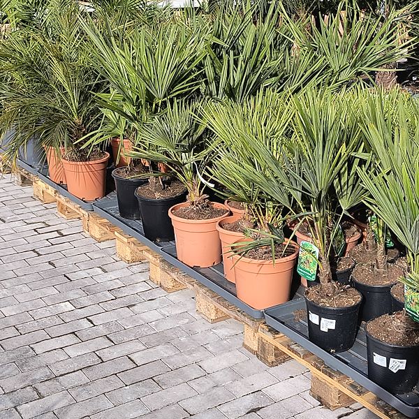 Outdoor plants