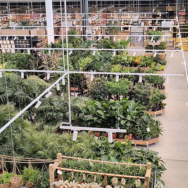 Indoor plants