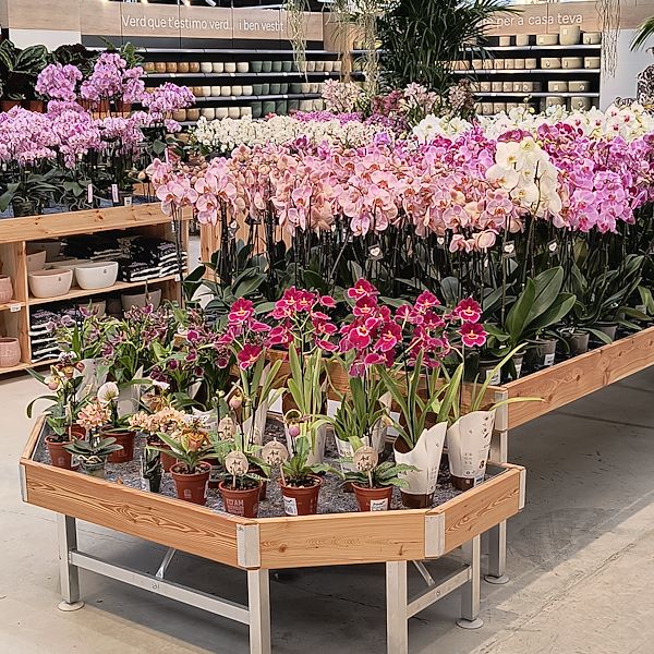 Indoor plants