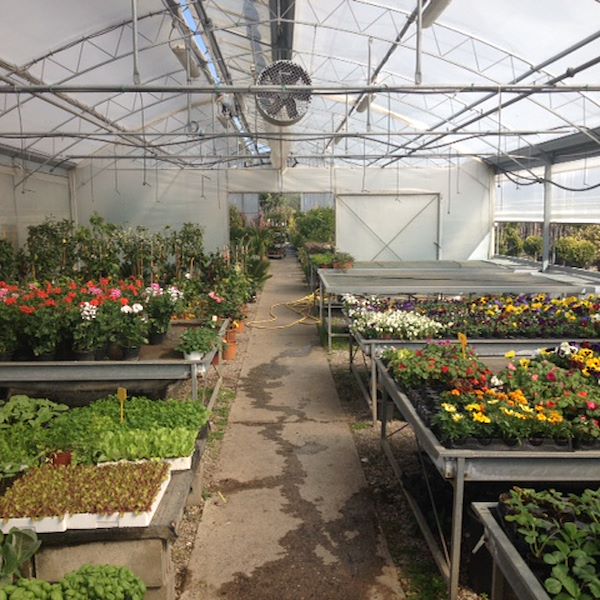 Garden Frediani before restyling