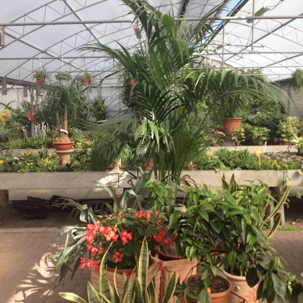 Сад Фредиани до рестайлинга