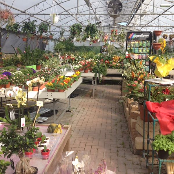 Garden Frediani before restyling