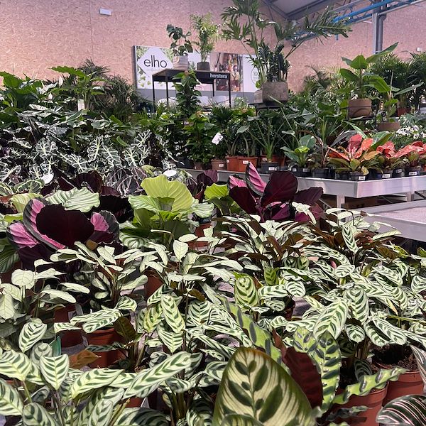 ОКОНЧАТЕЛЬНЫЙ РЕЗУЛЬТАТ САДОВОГО ЦЕНТРА ОФОРНО