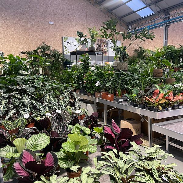 ОКОНЧАТЕЛЬНЫЙ РЕЗУЛЬТАТ САДОВОГО ЦЕНТРА ОФОРНО