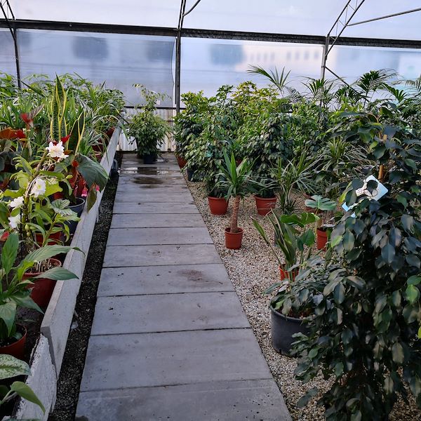 Сад Фредиани до рестайлинга