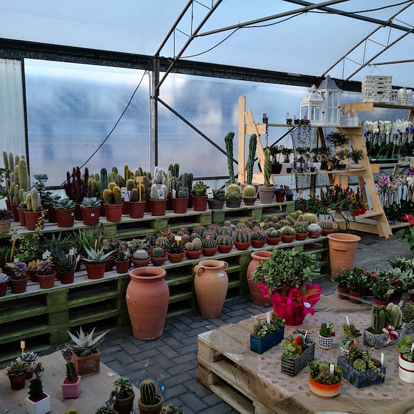 Сад Фредиани до рестайлинга