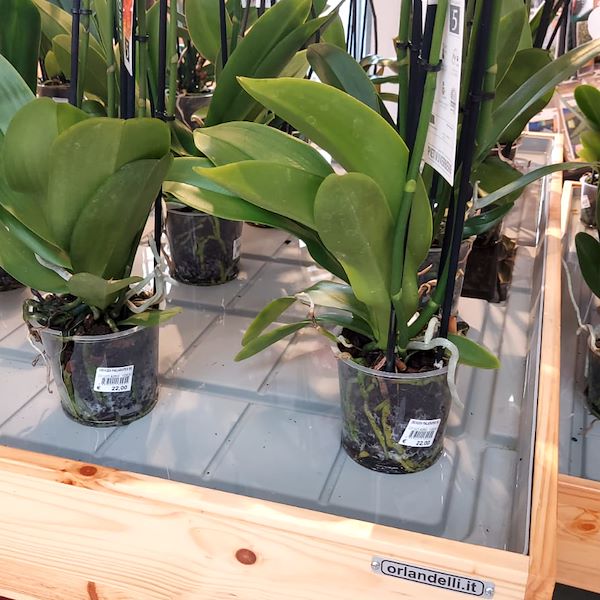 Садовый центр «Il Tulipano» обновляется со вкусом