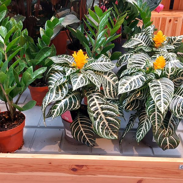 The Garden Center Il Tulipano Gets a Stylish Makeover