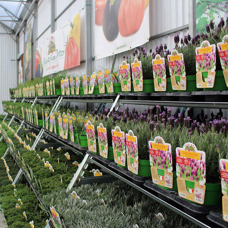 Cabriolet convertible trolley