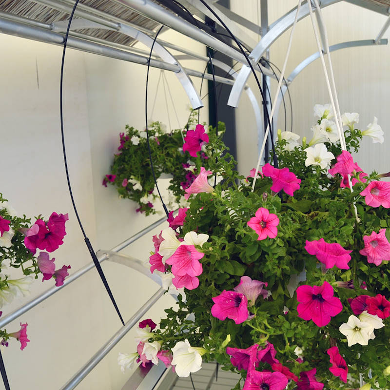 Chiringuito - pot plants display