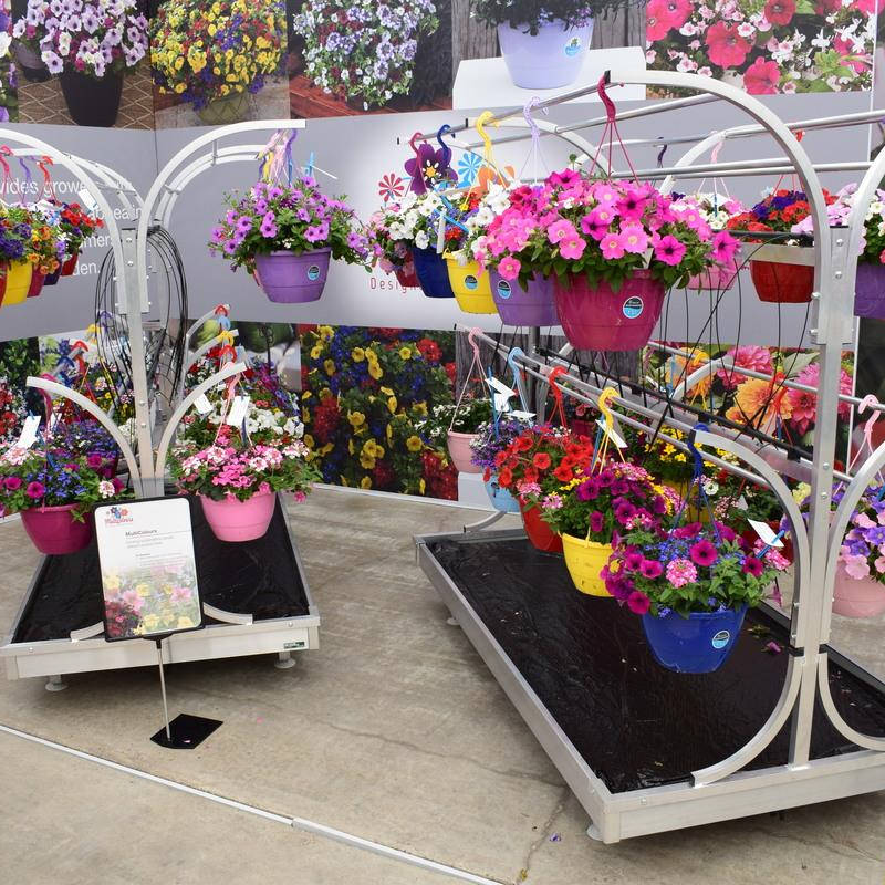 Chiringuito - pot plants display