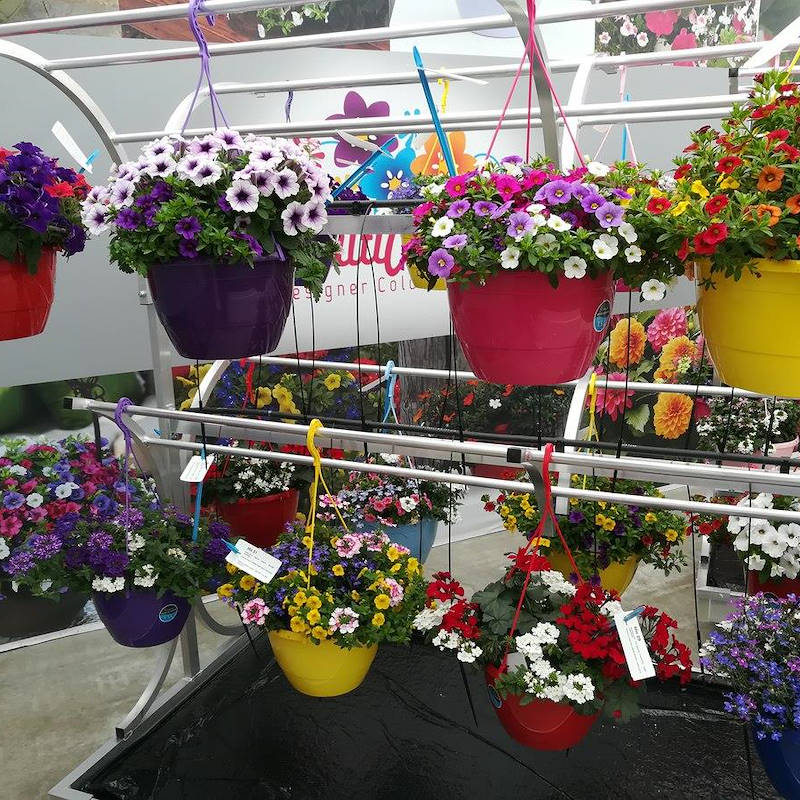 Chiringuito - pot plants display