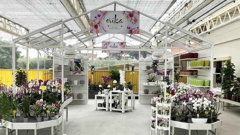 Новый взгляд на Эрику Вивай Манчинелли