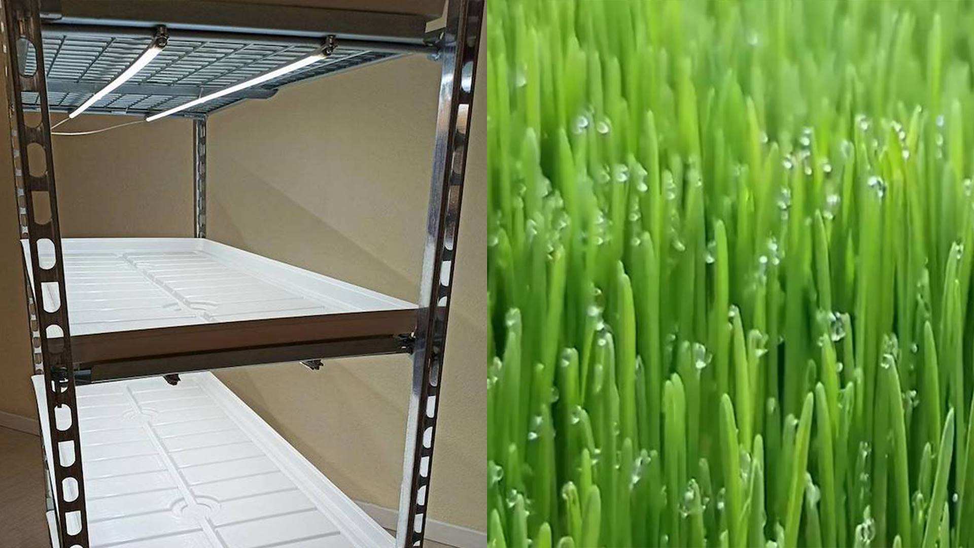 Cultivo de forrajes en una granja vertical hidropónica de interior