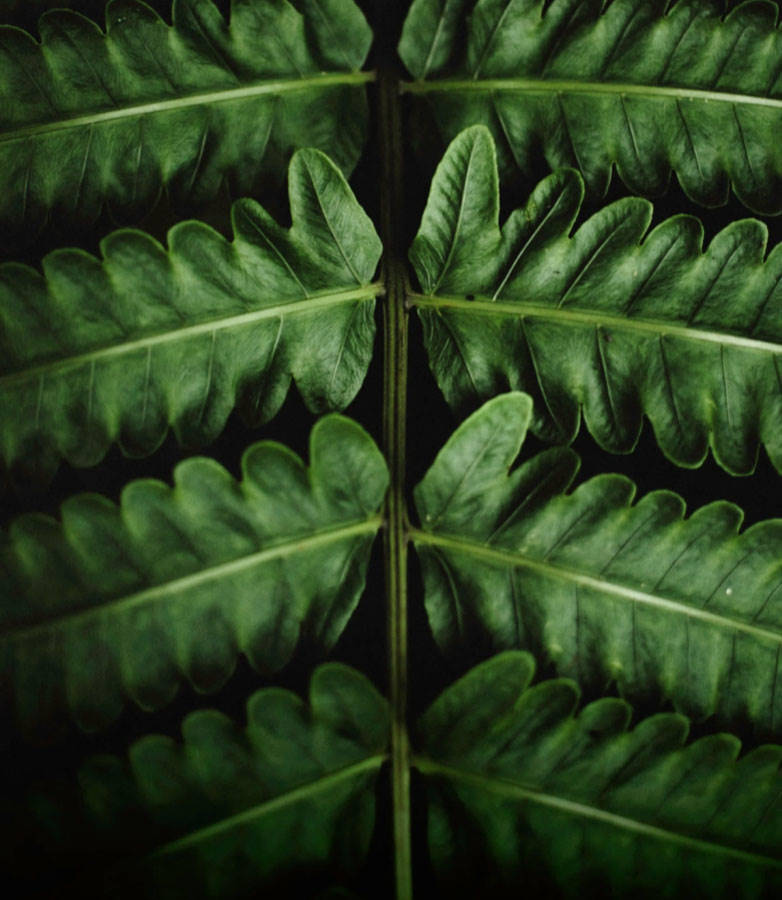 Garden Trends Report 2018 - part one