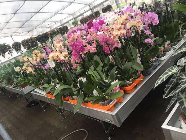 Greenville обновляется со столами для производства