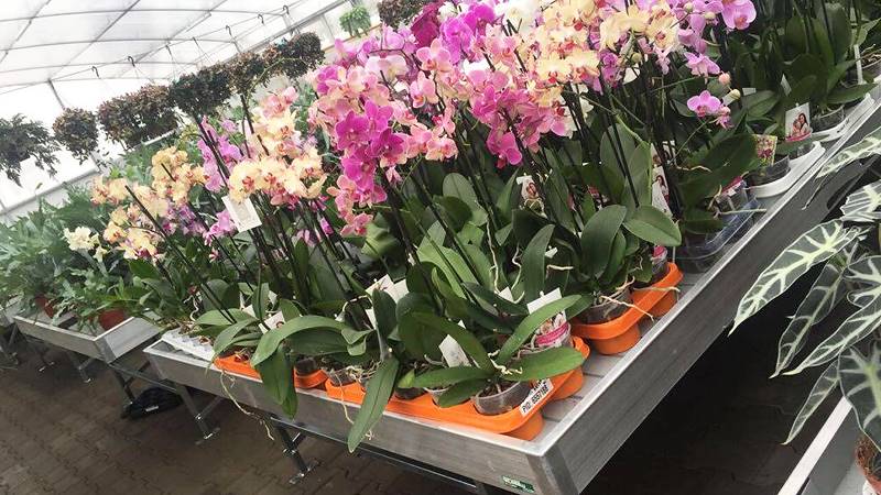 Greenville обновляется со столами для производства