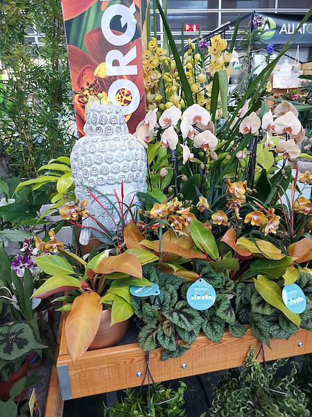 Iberflora 2021: discover the Orlandelli exhibition