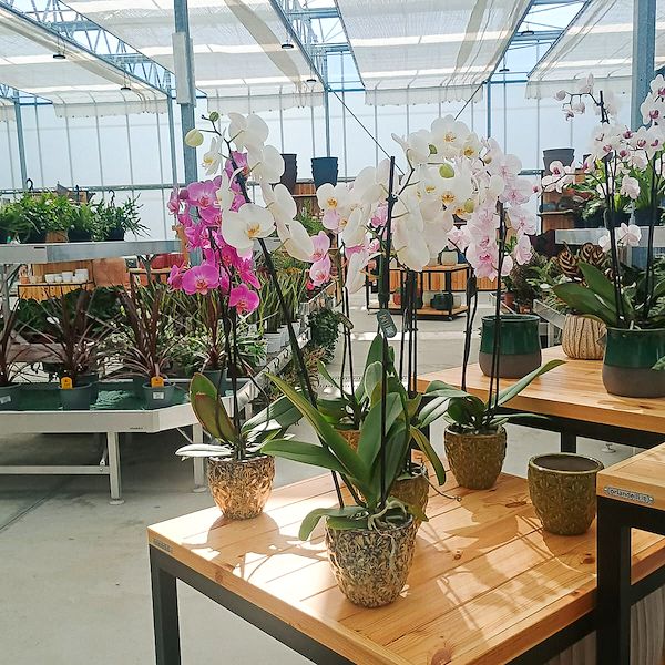The new display concept of Il Punto Verde Cassia in Rome