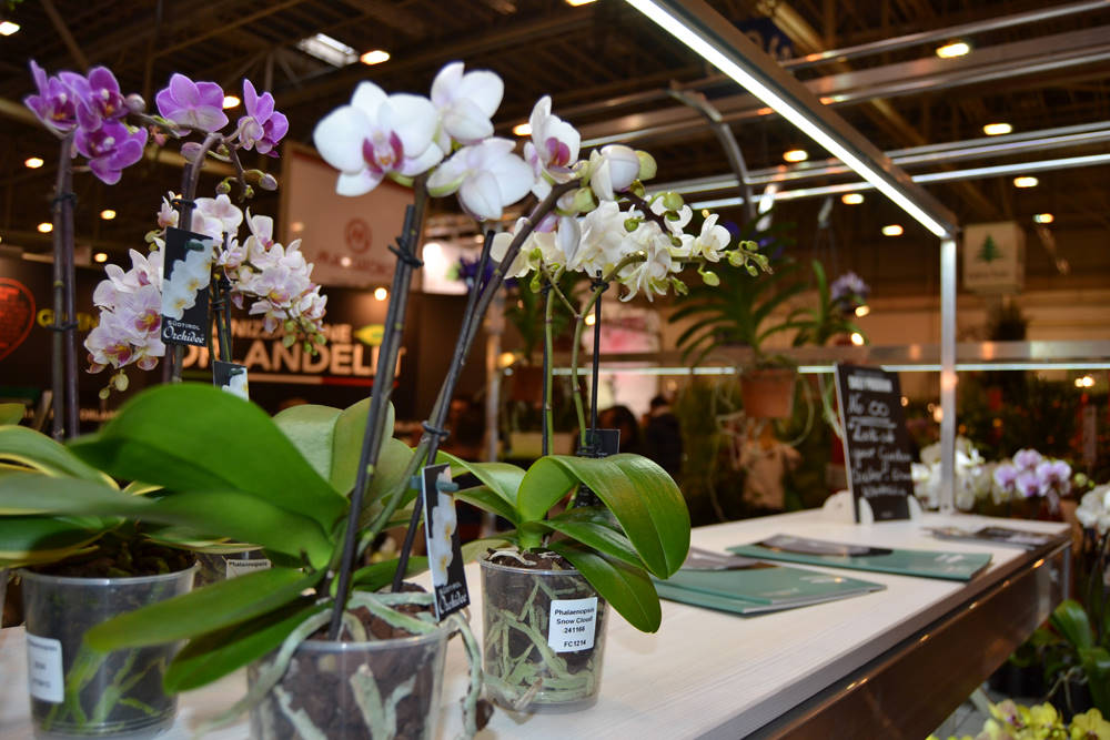 IPM Essen 2015: several innovations presented at the INSPIRATION CENTER