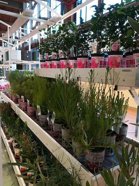 Инаугурация La Serra от Flora Toscana