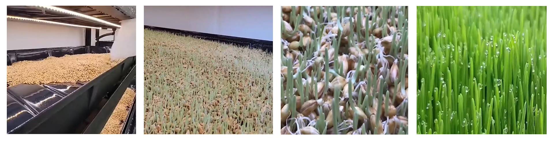 Выращивание корма на гидропонной «вертикальной ферме» в помещении