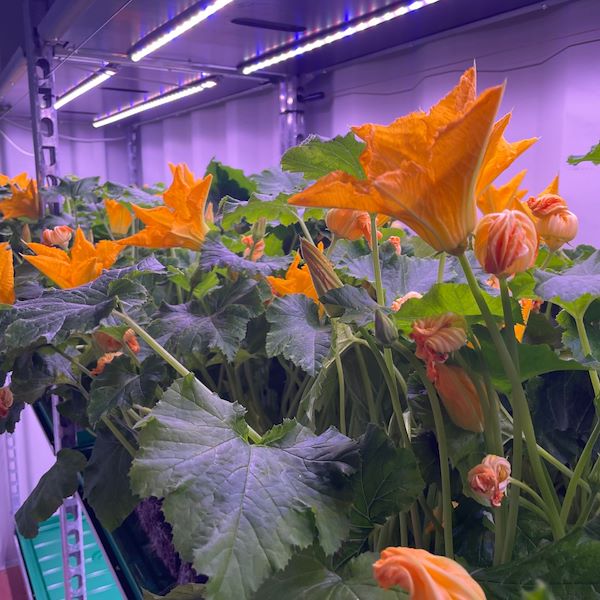 Испытайте тележку со светодиодными фонарями в течение 60 дней!