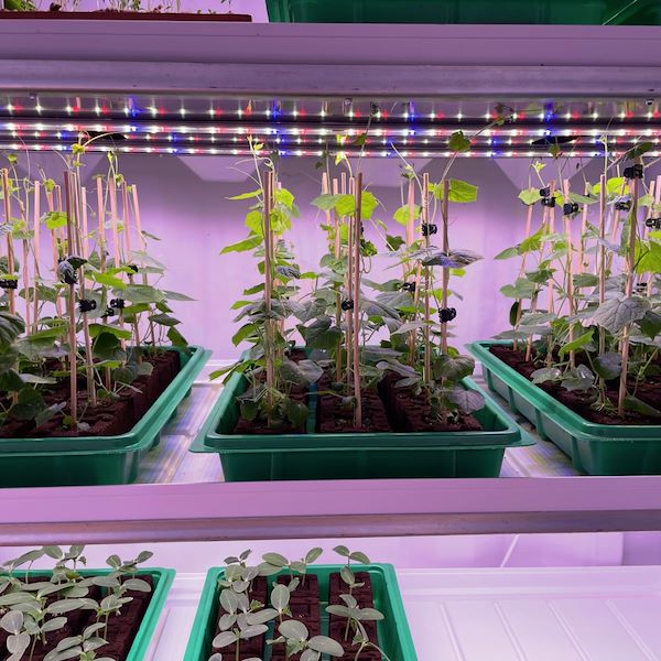 Format PLANT GERMINATION ROOM