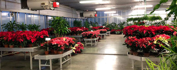 Новая концепция торгового пространства для Legnaia Vivai