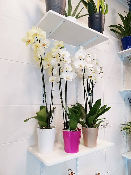 L'Oasi dei fiori в Милане обретает свежий облик благодаря обновленному и элегантному оформлению