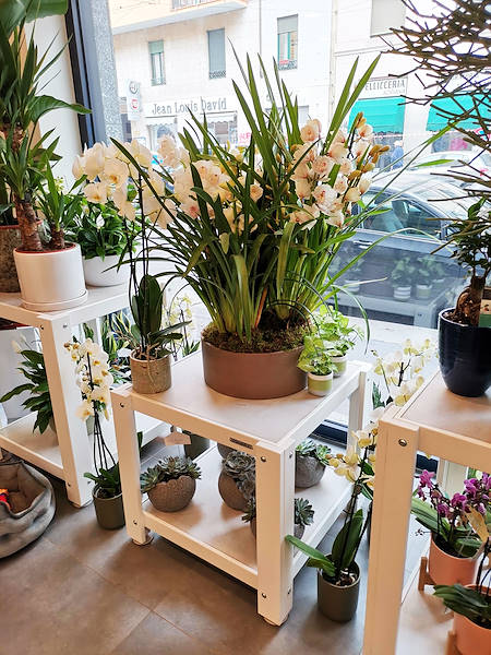 L'Oasi dei fiori в Милане обретает свежий облик благодаря обновленному и элегантному оформлению