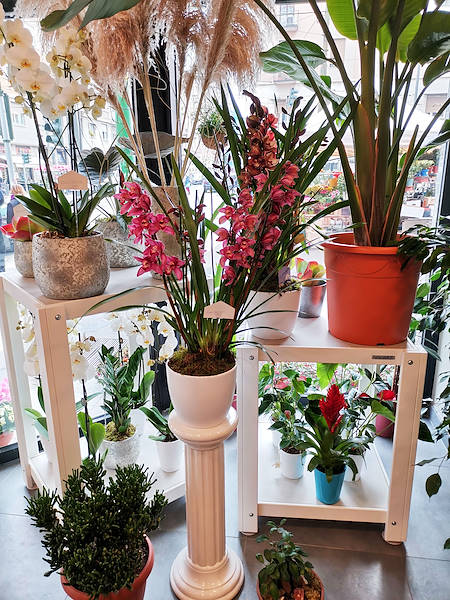 L'Oasi dei fiori в Милане обретает свежий облик благодаря обновленному и элегантному оформлению